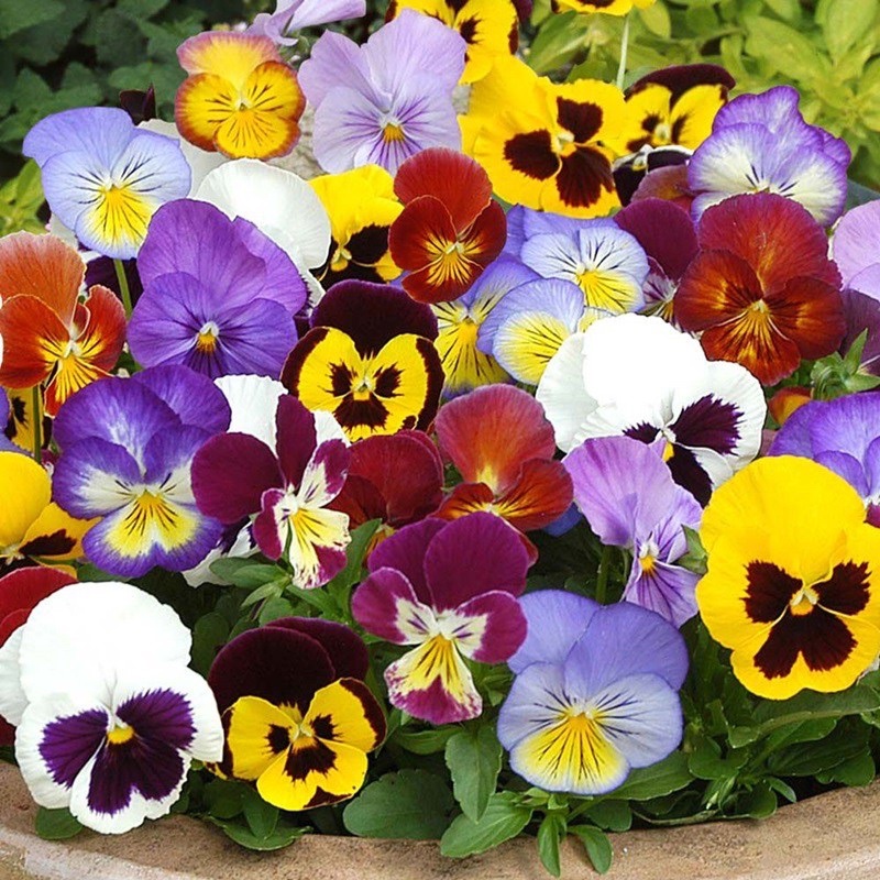 Hạt giống hoa Viola Pansy đủ màu siêu hoa F1