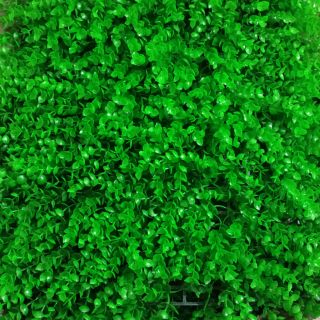 CỎ TAI CHUỘT TREO TƯỜNG GIÁ RẺ