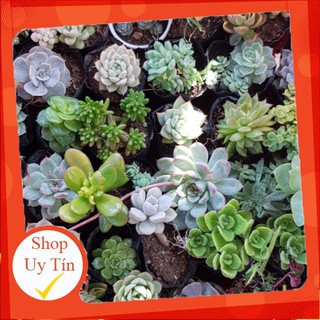 Combo 8 cây sen đá giống mới, cũ đủ loại (kèm bầu đất)