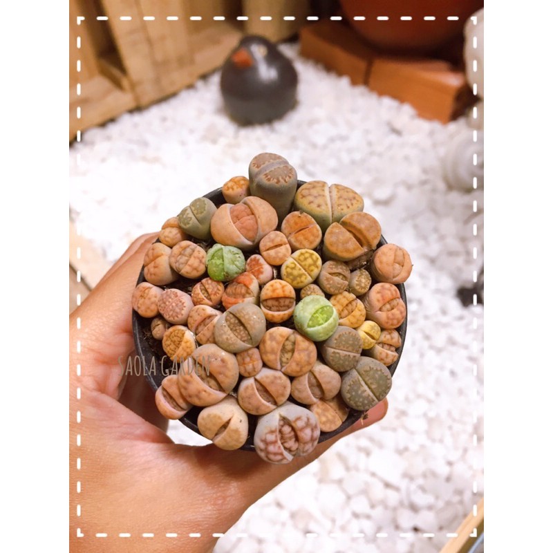 HÀNG MỚI VỀ ! Sen đá Lithops mini - Sen mông / Thạch Lan - Bầu 20-35 cây - Sen đá độc lạ trong nhà