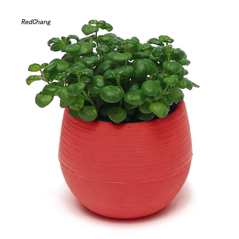Chậu trồng cây mọng nước trang trí bàn làm việc