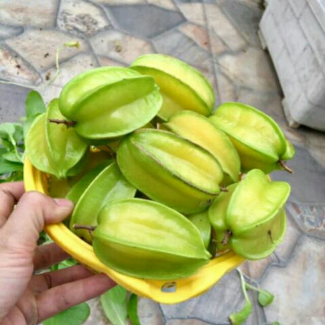 Cây Khế ngọt/ Khế chua