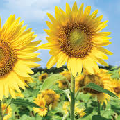 Sunflower_Beautystore