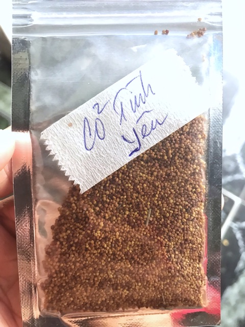 HẠT GIỐNG THỦY SINH CỎ TÌNH YÊU 10g