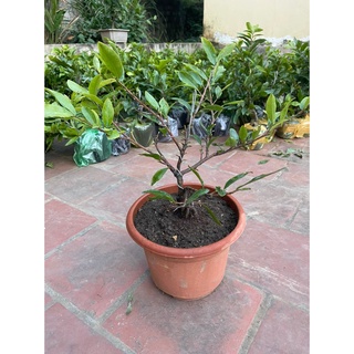 Mai Vàng Bonsai