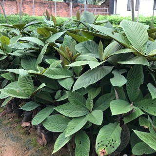 Cây khôi nhung tím mua 5 cây tặng 1 cây