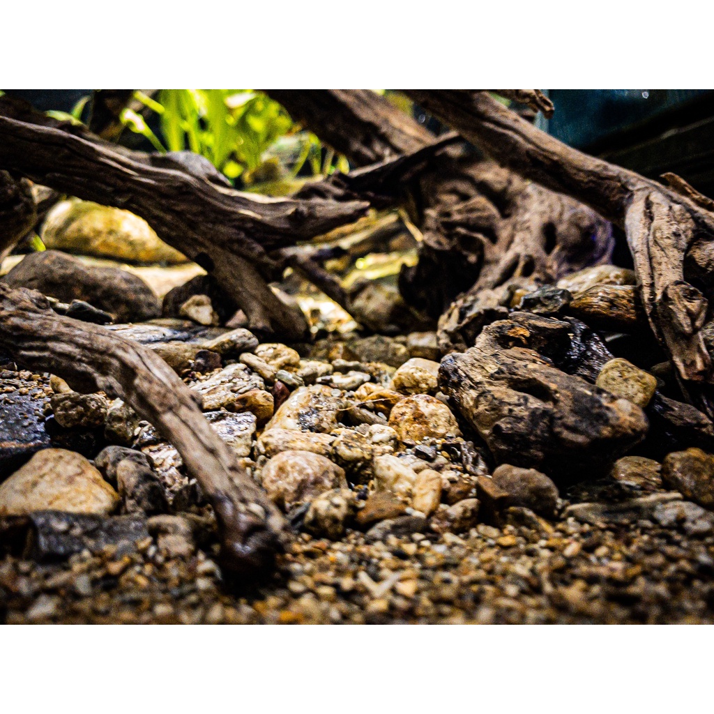 Sạn Suối Thiên Nhiên Femolay | Size M | Bao 2KG | Trang trí trải nền bể thủy sinh, Biotope.