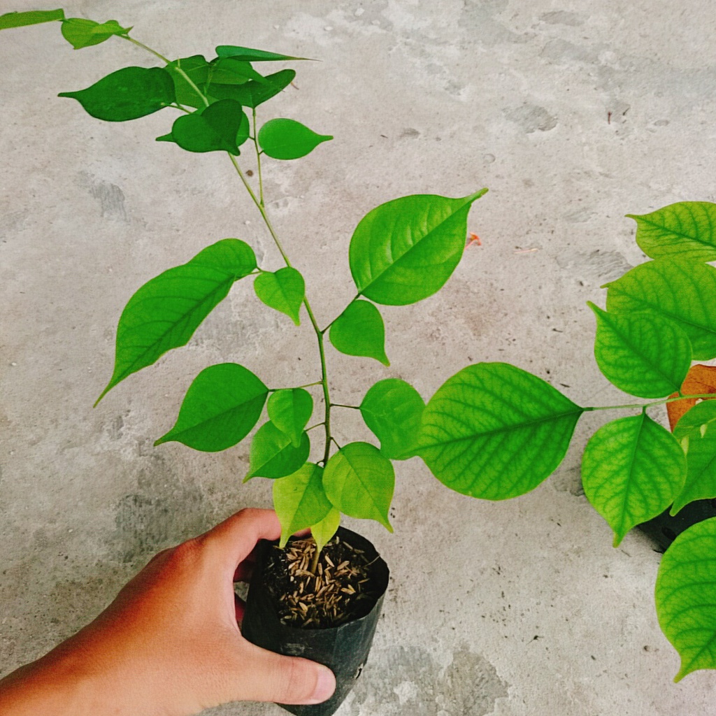 Cây Giáng Hương