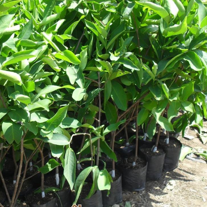 Cây Giống Mận Xanh Tam Hoa Mận xanh Đường trái lớn_Roi Xanh Đường loại trái to, dáng chuông_ khỏe đẹp