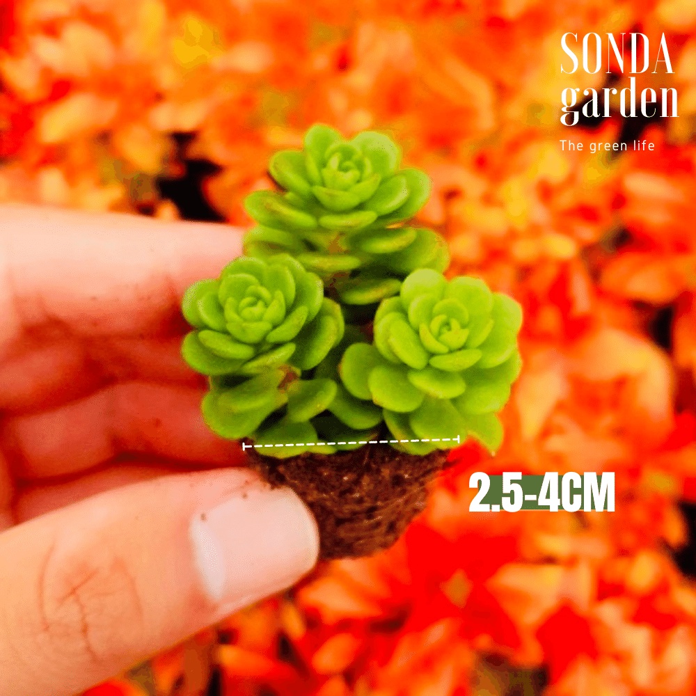 Sen đá sedum hoa hồng xanh SONDA GARDEN size mini 2,5-4cm, cây cảnh trang trí nhà cửa, lỗi 1 đổi 1
