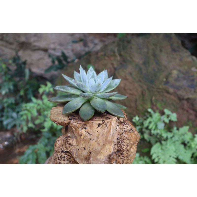 Chậu gỗ tự nhiên trồng sen đá