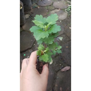 Cúc chi rủ chơi quanh năm combo 4 cây kèm phân bón trọn đời