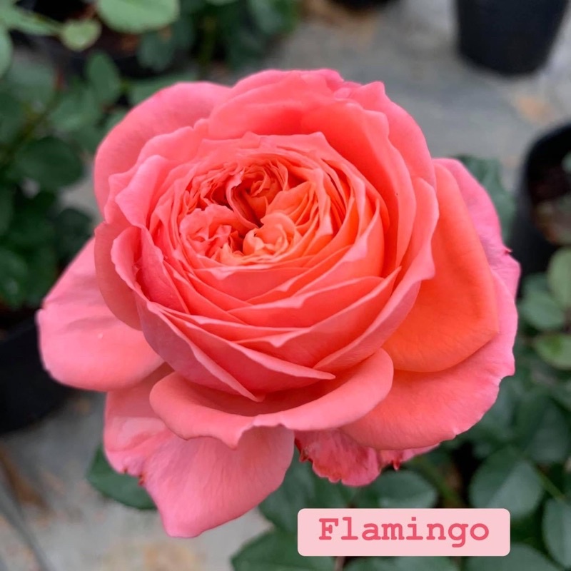 Cây hoa hồng bụi Flamingo, cây nguyên chậu cao 50-60cm. thienan22916