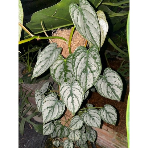 Cây philodendron brandtianum