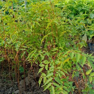 [ Xả - Cắt Lỗ ] Cây giống xoan đào combo 10 cây - Đơn hàng thanh toán trước tặng 1 cây  giống cùng loại