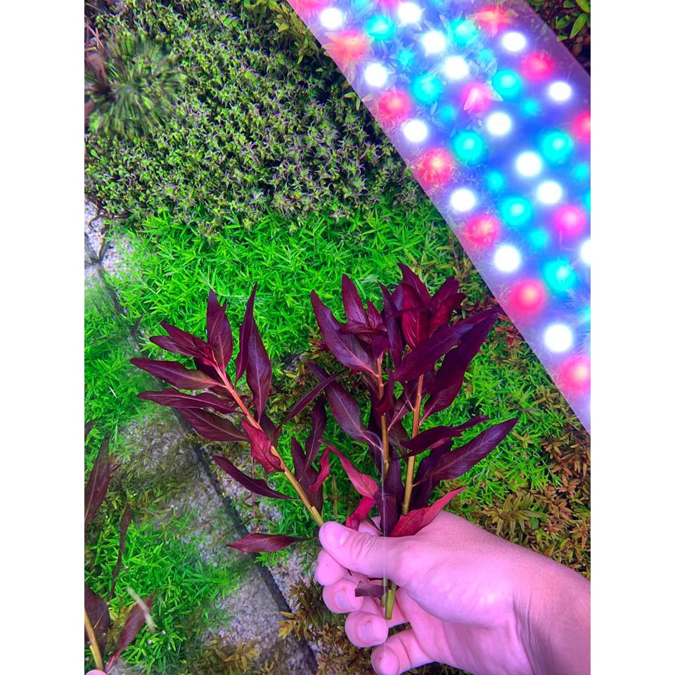 Cây Thủy Sinh Đại Hồng Huyết - 20k/12 ngọn