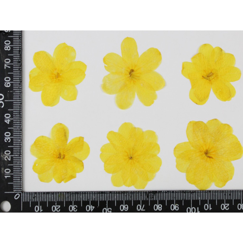 Giấy silicagel ép hoa khô