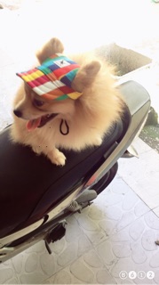Nón kết cho chó mèo size S