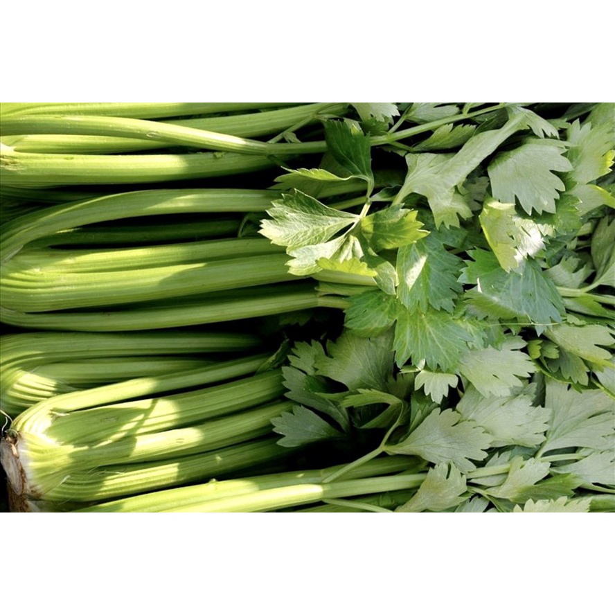Rau Cần Tây Mộc Châu Tươi Ngon - chuyên ép nước bổ dưỡng - 1 cây khoảng 1kg - Giao HỏaTốc 1h