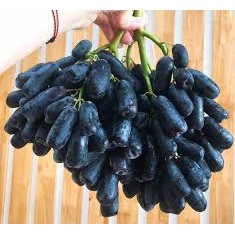 CÂY GIỐNG NHO PHÙ THỦY