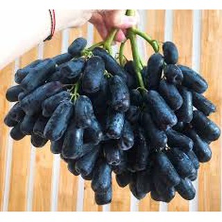 CÂY GIỐNG NHO PHÙ THỦY