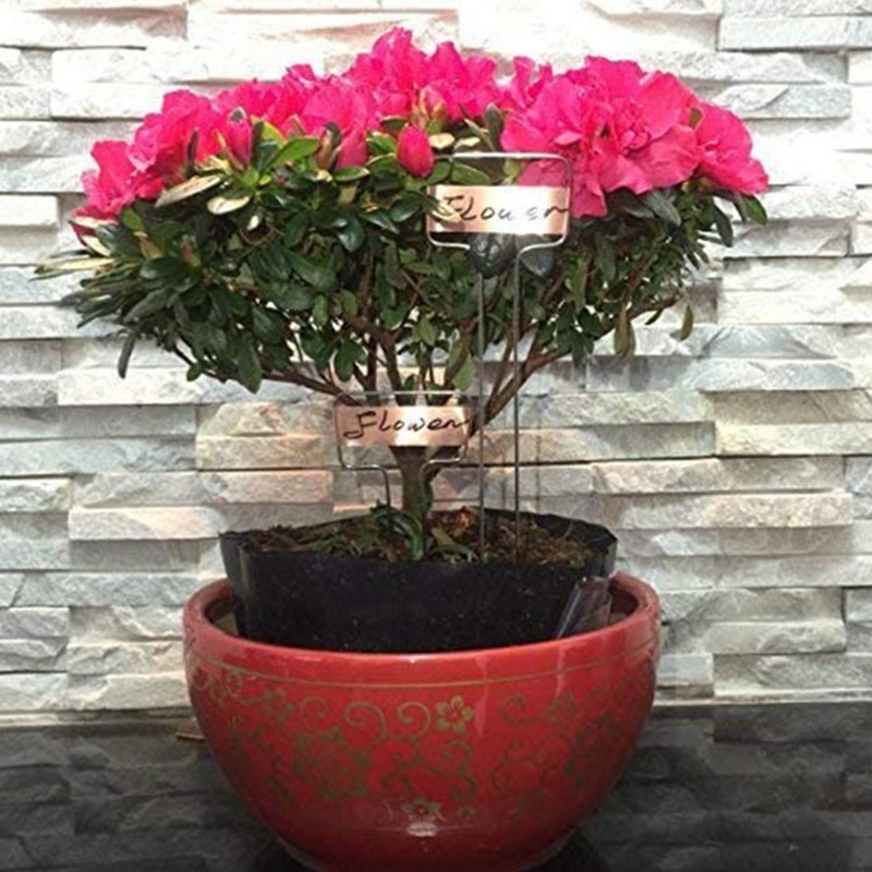 Aoto Nhãn Đánh Dấu Chậu Hoa Trồng Cây Mọng Nước Phù Hợp Cho Chậu Cây Mọng Nước