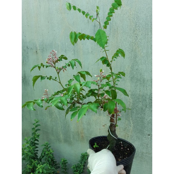 Cây khế NHẬT bonsai SIÊU TRÁI