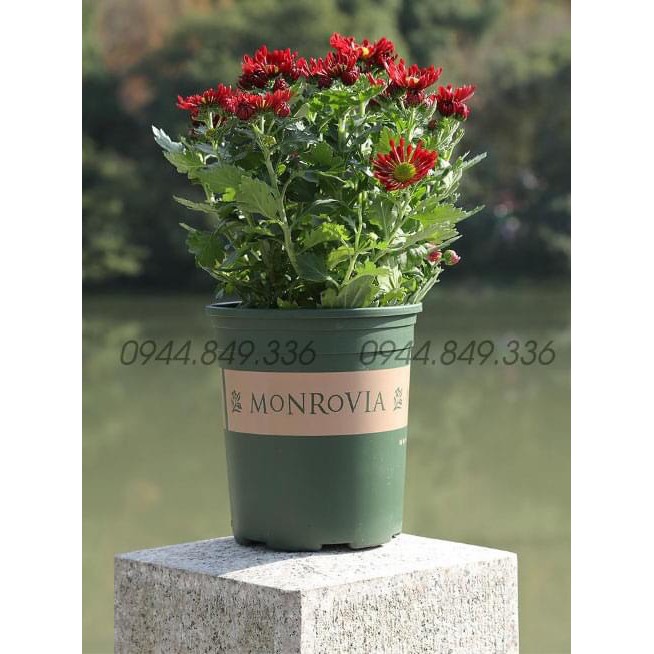 Chậu Monrovia 5GL giá sale