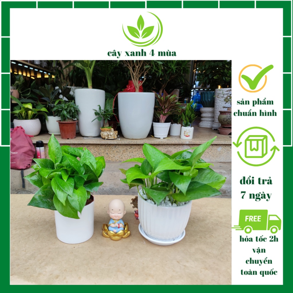 Vạn liên thanh đất (CÂY TRẦU BÀ) 3 loại màu khác nhau ,cây hút khí độc lọc không khí