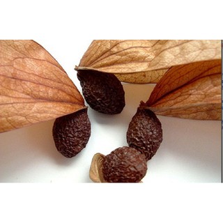 Hạt ươi bay/Hạt đười ươi 50g