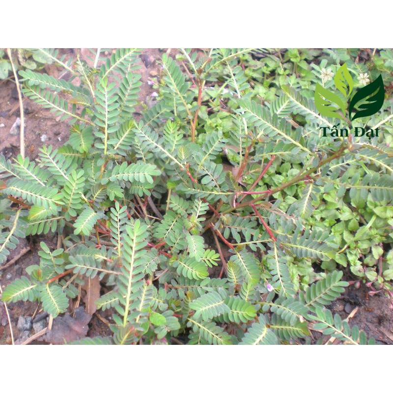 (sỉ 1kg khô)Cây diệp hạ châu, cây chó đẻ