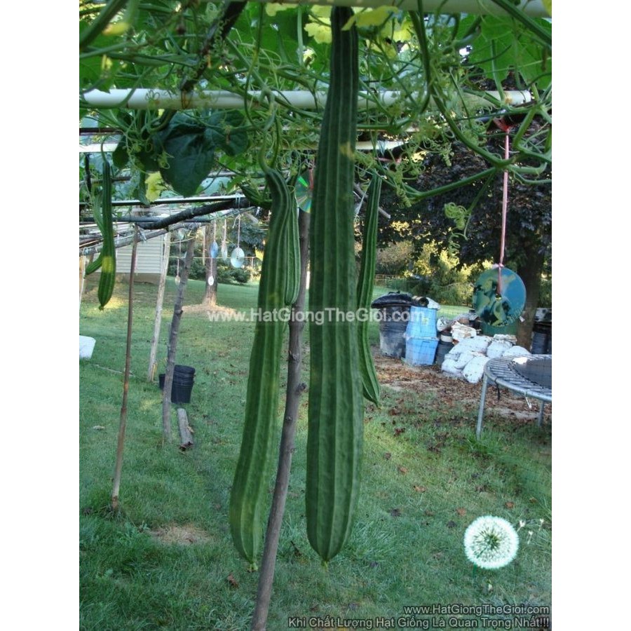 1Gr Hạt Giống Mướp Khía Sai Quả TG10
