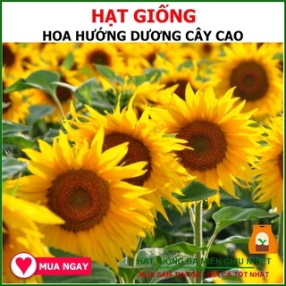 1G - Hạt Giống Hoa Hướng Dương, Vàng Đẹp, Hoa Cánh Kép