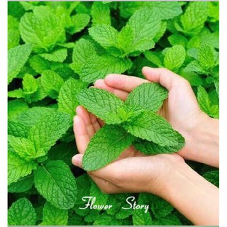 100 Hạt giống cây Bạc Hà Âu (Kèm kích thích hạt nảy mầm)