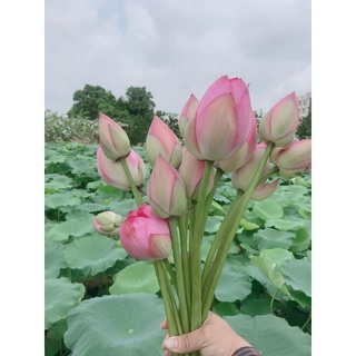 1kg Tâm sen sấy khô