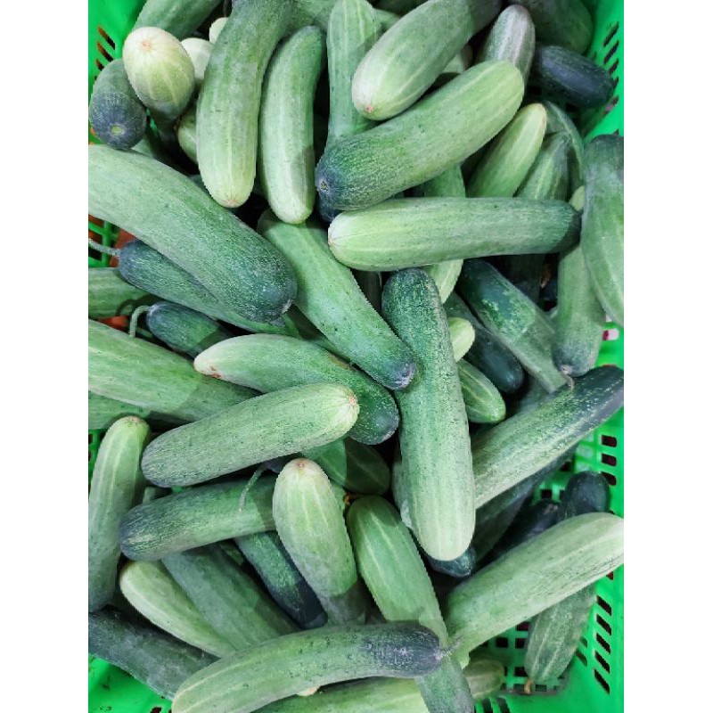 dưa chuột (1kg tươi)