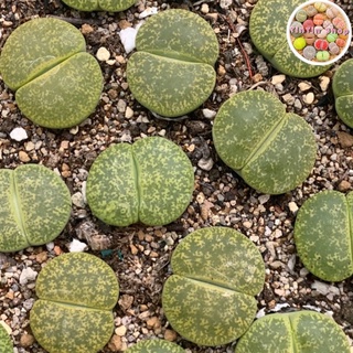 Sen mông,lithops,thạch lan Vân Vàng 1,8cm