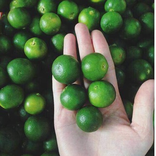 Bánh Tráng " Top Mỡ " Thần Thánh