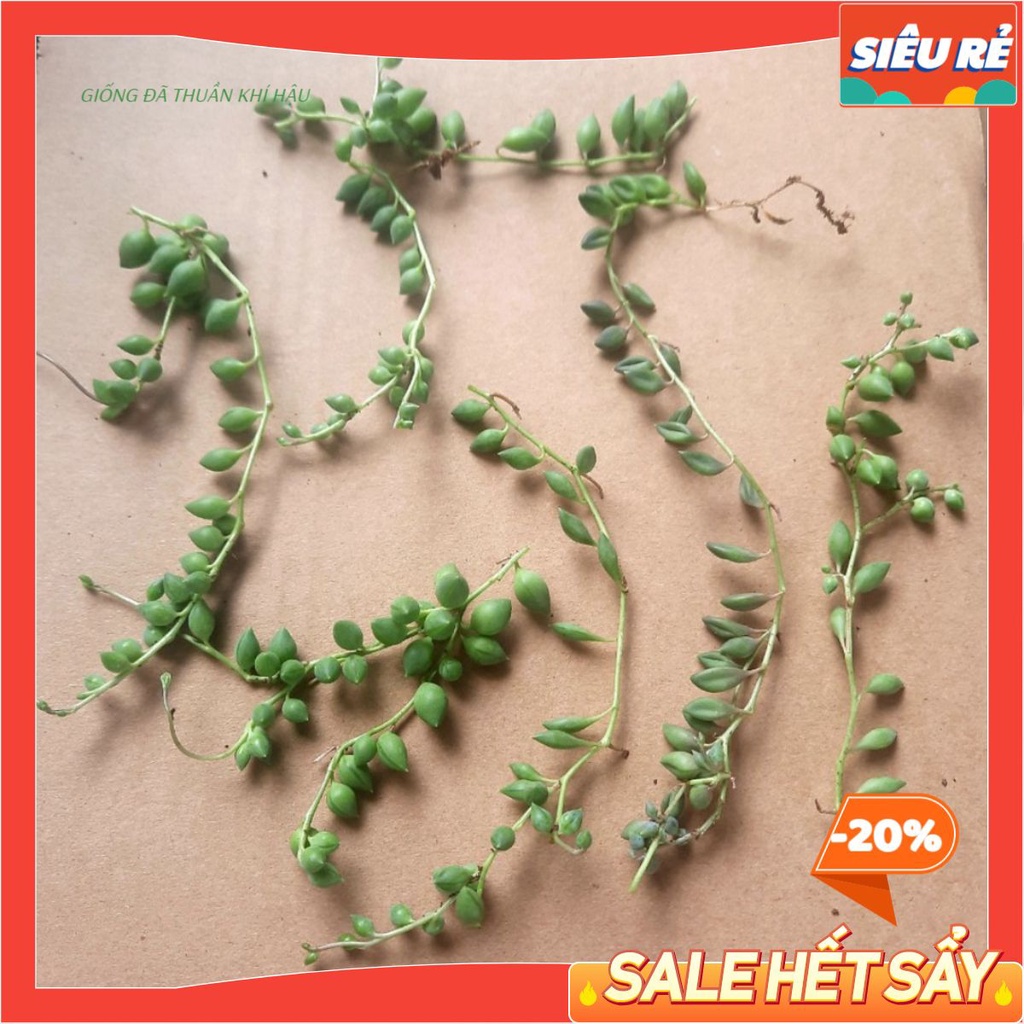 - Nhánh Sen Đá Giống - sen đá sedum chuỗi bi - mua tới đâu cắt tới đó MAYAA