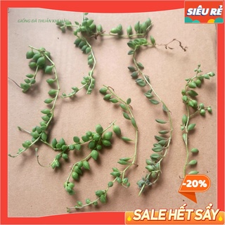- Nhánh Sen Đá Giống - sen đá sedum chuỗi bi - mua tới đâu cắt tới đó MAYAA
