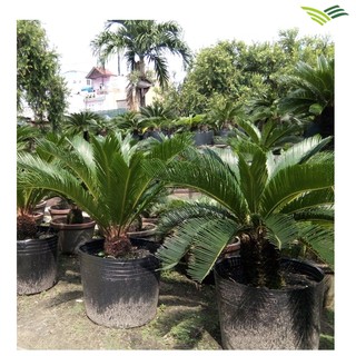 50 Chậu nhựa trồng cây C12 KT: 33x25x27(cm)