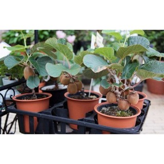 Hạt Giống Kiwi - 30 Hạt