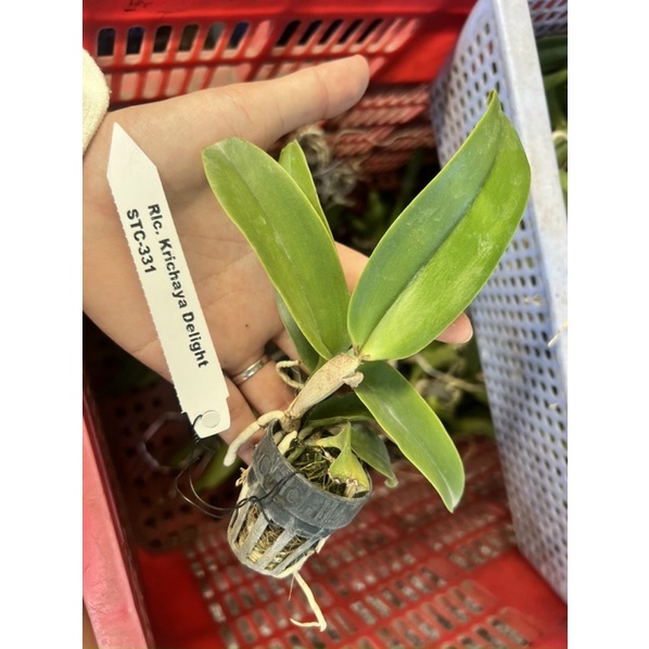 TNX16 - Hoa Lan Cattleya Krichaya Delight - Cây Con