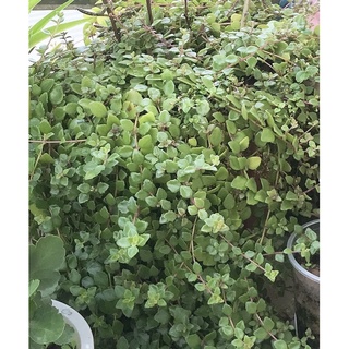 Cây vảy rồng (20 cành)
