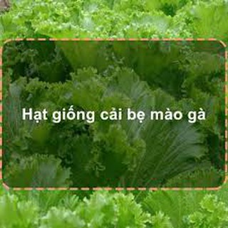 Hạt giống cải bẹ mào gà 10gr (cải bẹ xoăn)