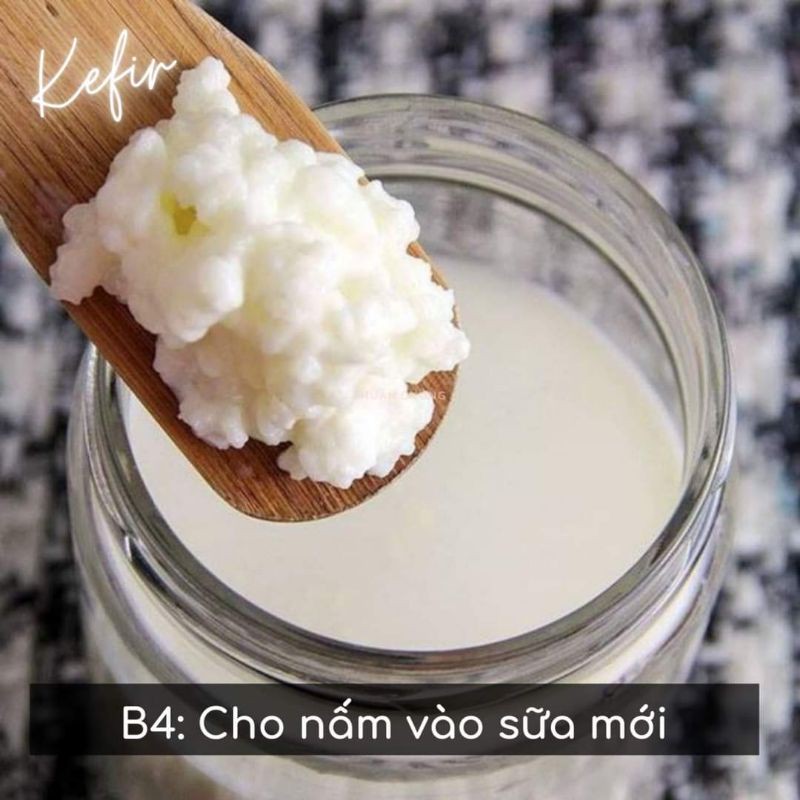 nấm  kefir