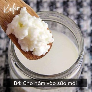 nấm  kefir