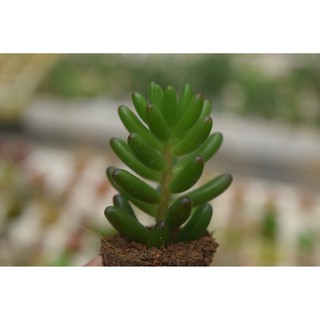 Sen đá thạch ngọc nho mini 2-4cm