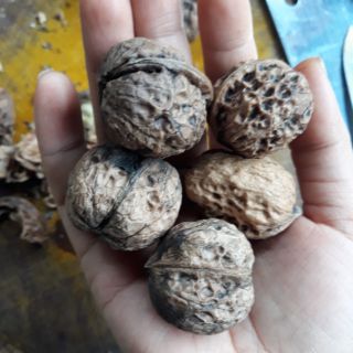 Óc chó Tây Bắc