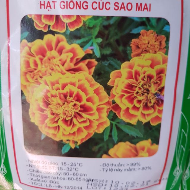 Cúc sao mai